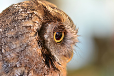 Choliba-Kreischeule (07).jpg